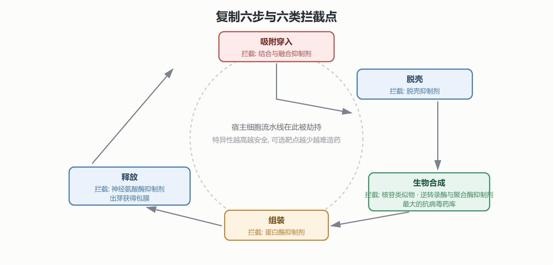 图 4-2 病毒复制周期与药物拦截点