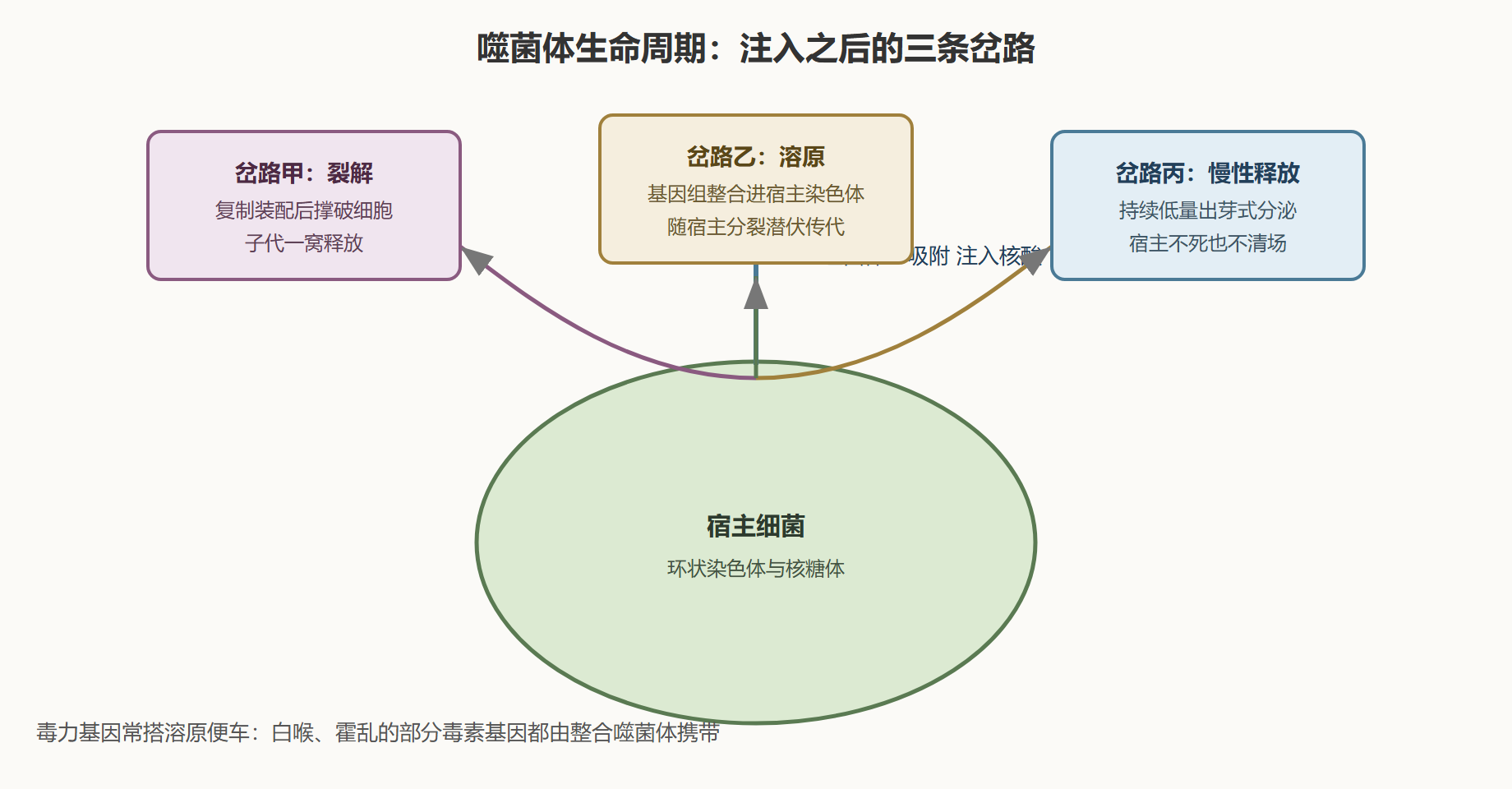 图 1 噬菌体生命周期三岔口