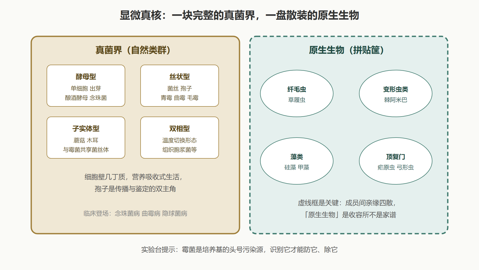 图 1 显微真核的两块拼图