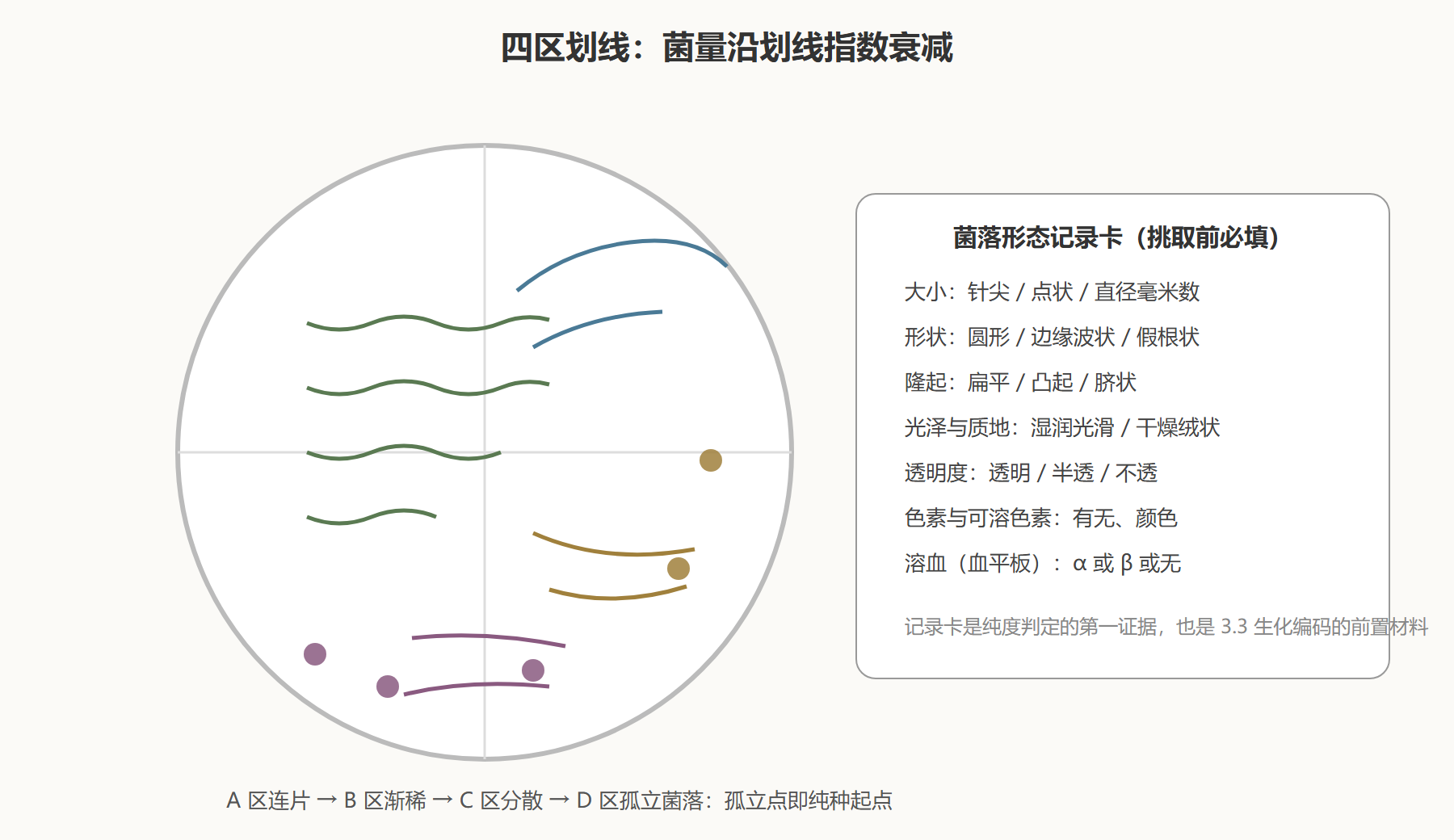 图 1 四区划线与菌落稀释示意