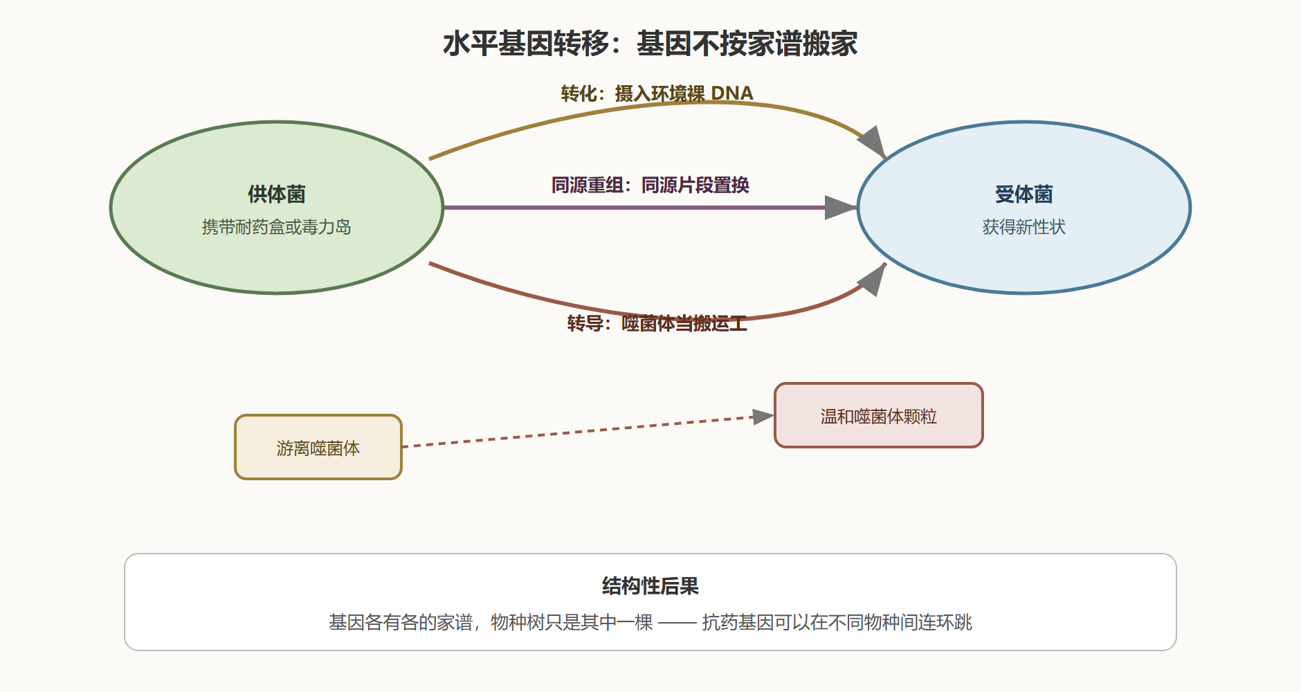 图 1 基因的三条横向通道