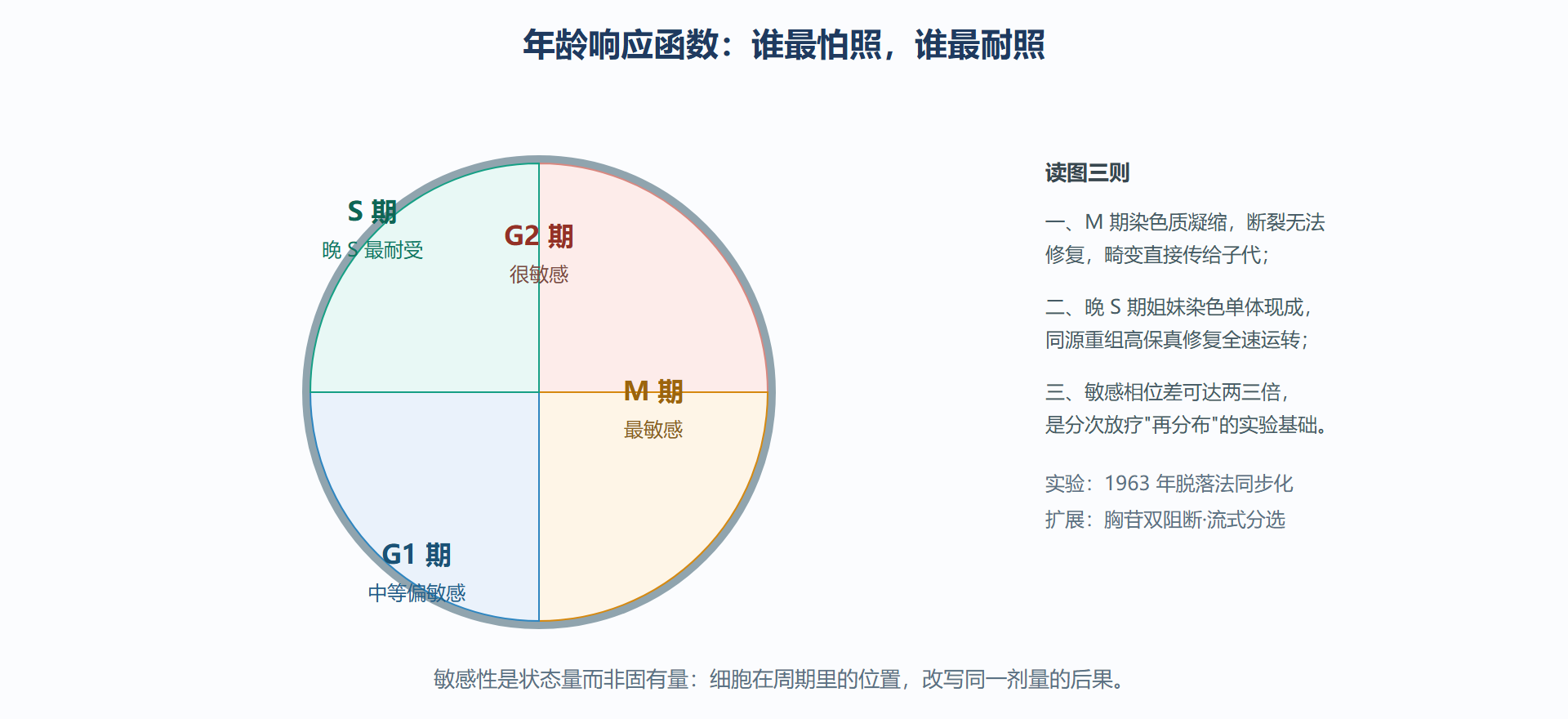 图:细胞周期年龄响应——各时相的敏感性地图