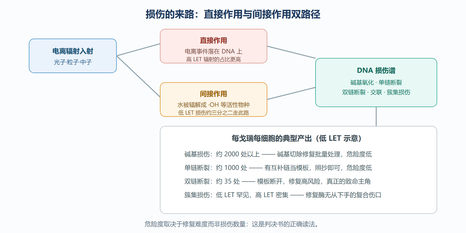 图：直接与间接损伤双路径——两条路通往同一个靶
