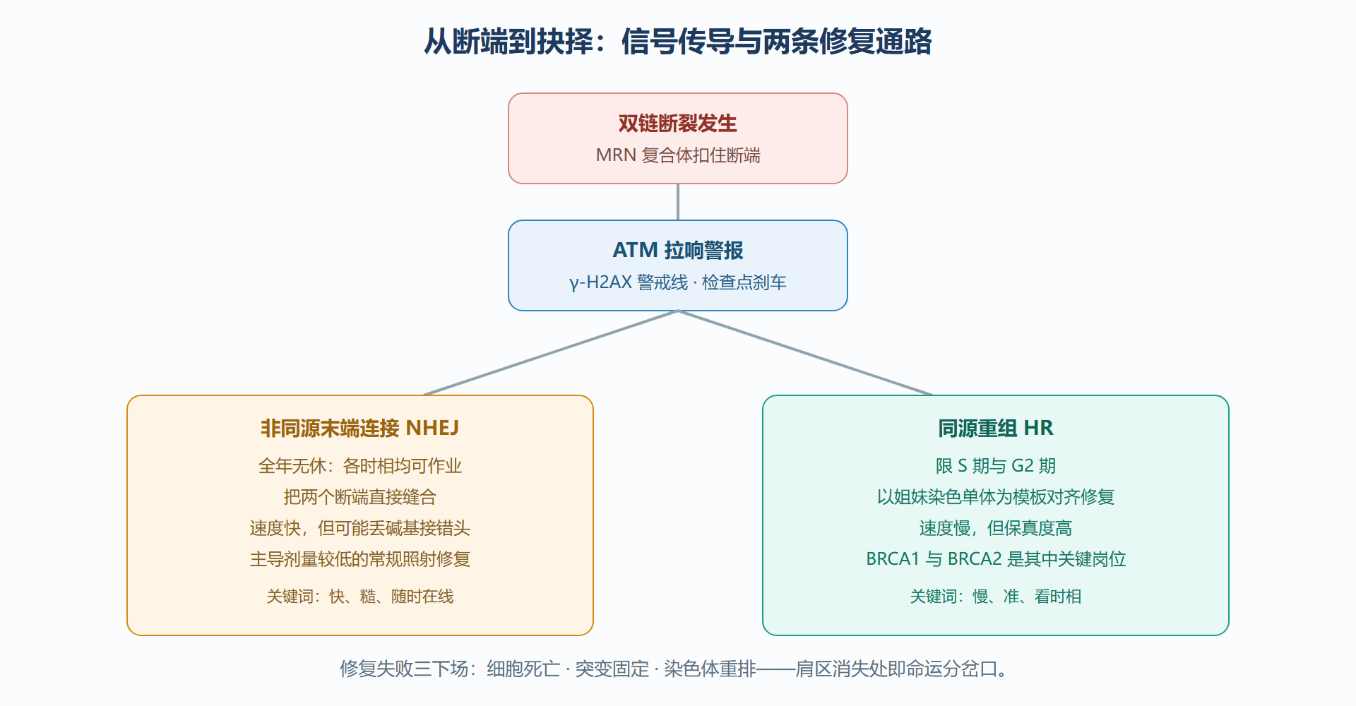 图:双链断裂的信号分叉——两条修复通路的抉择