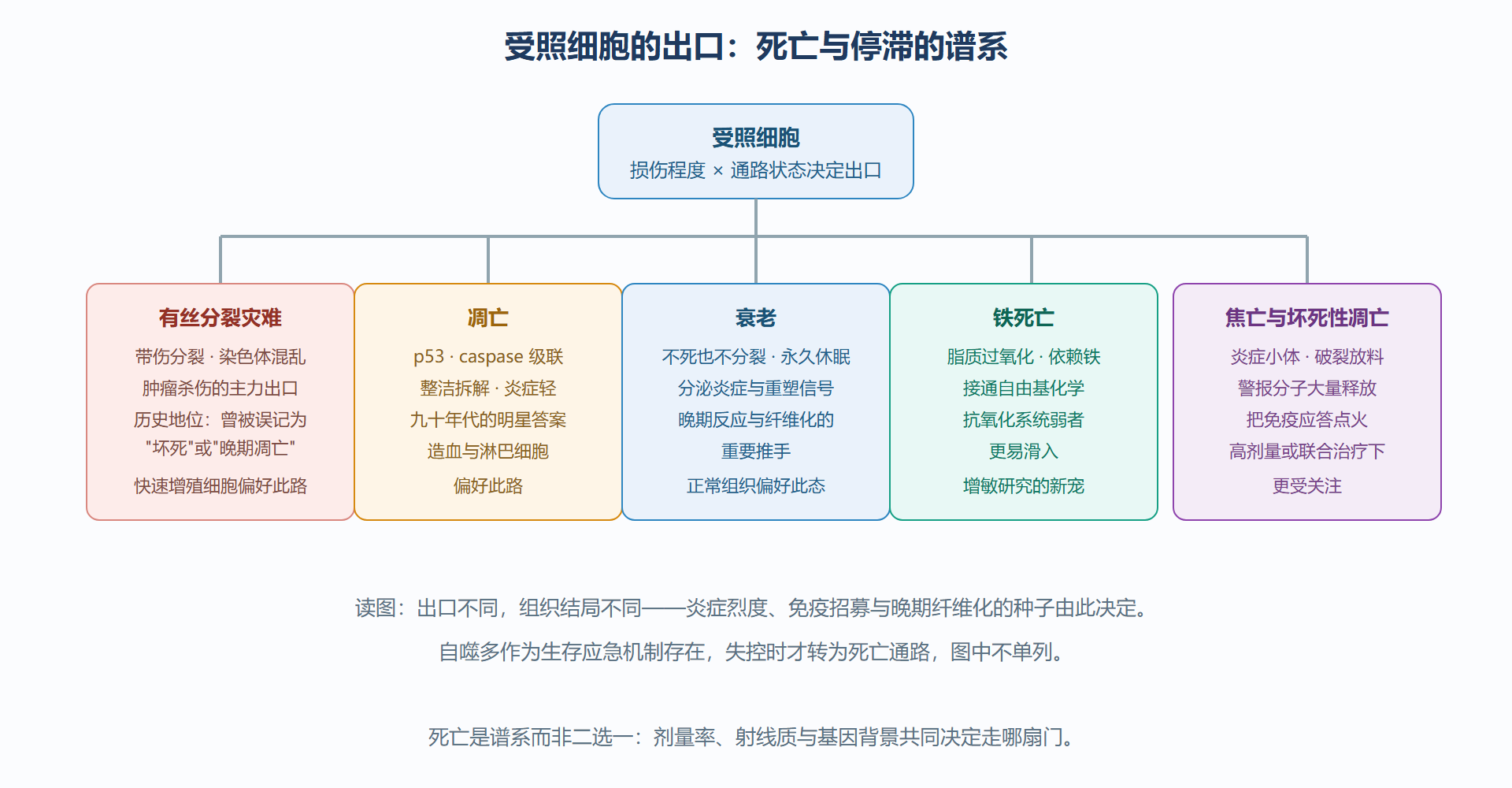 图：细胞死亡谱系树——辐射后细胞的多种出口
