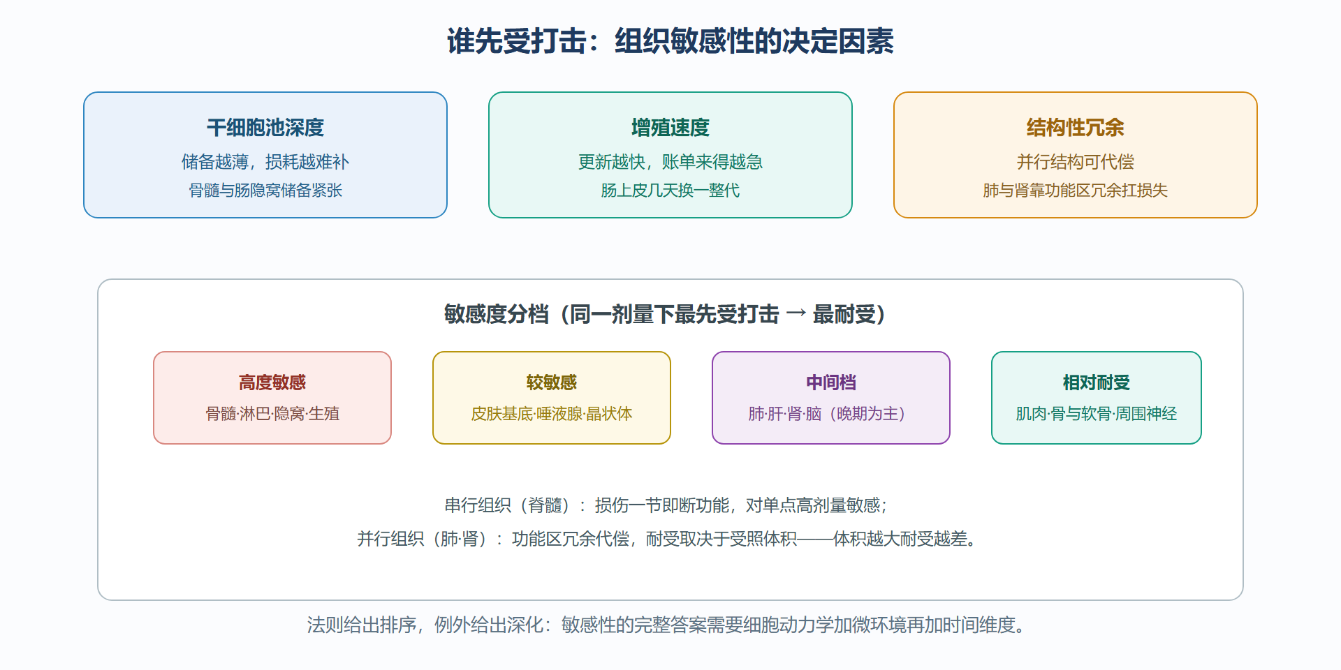 图：组织敏感性的三大决定因素与典型器官分档