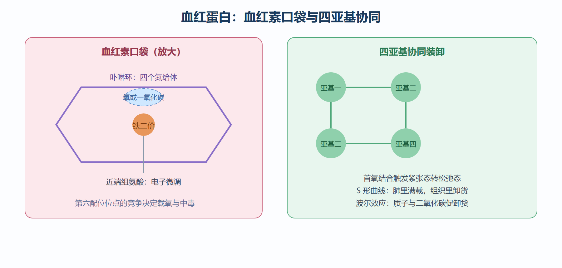 血红蛋白活性中心与协同载氧