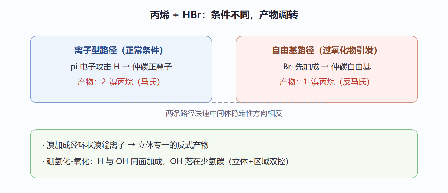 图 2-2 烯烃两条加成路径的对照