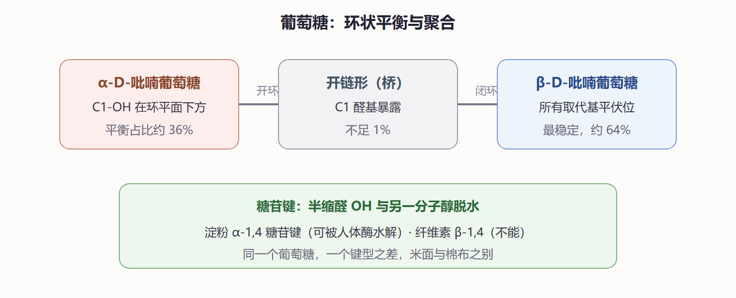 图 8-1 葡萄糖的环状平衡与糖苷键