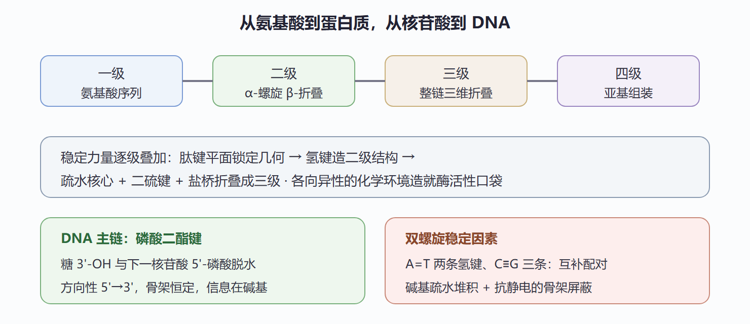 图 8-2 蛋白质结构层次与核酸骨架