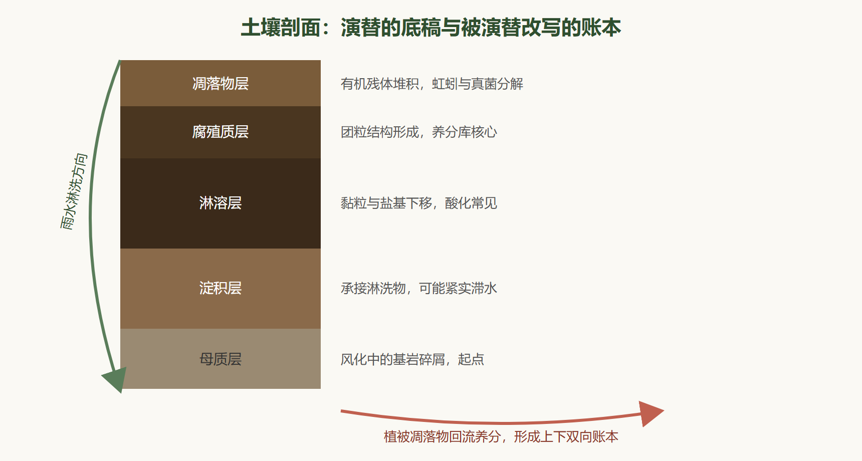 图：森林土壤剖面与演替反馈