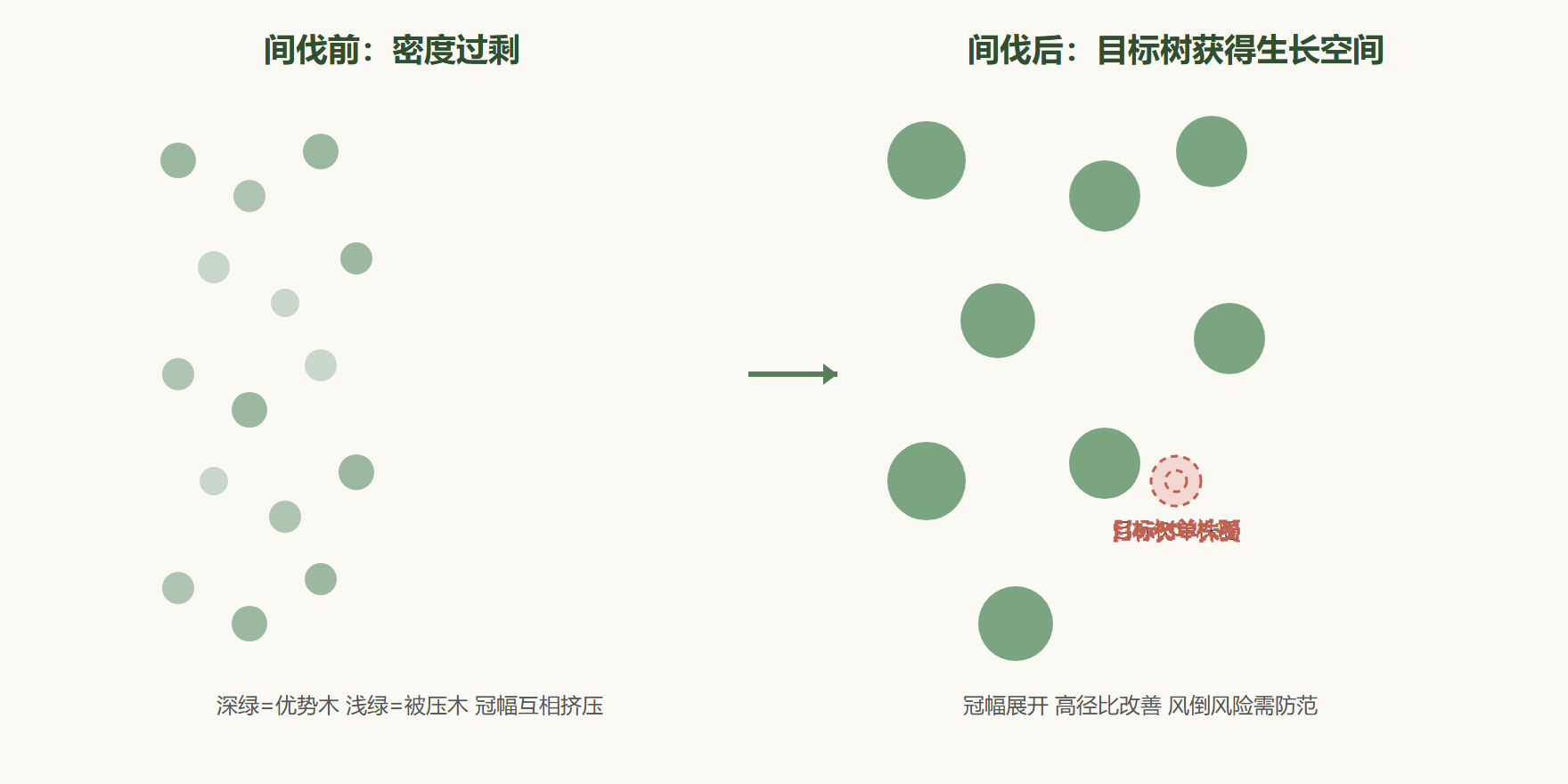 图：间伐前后的林分空间对比