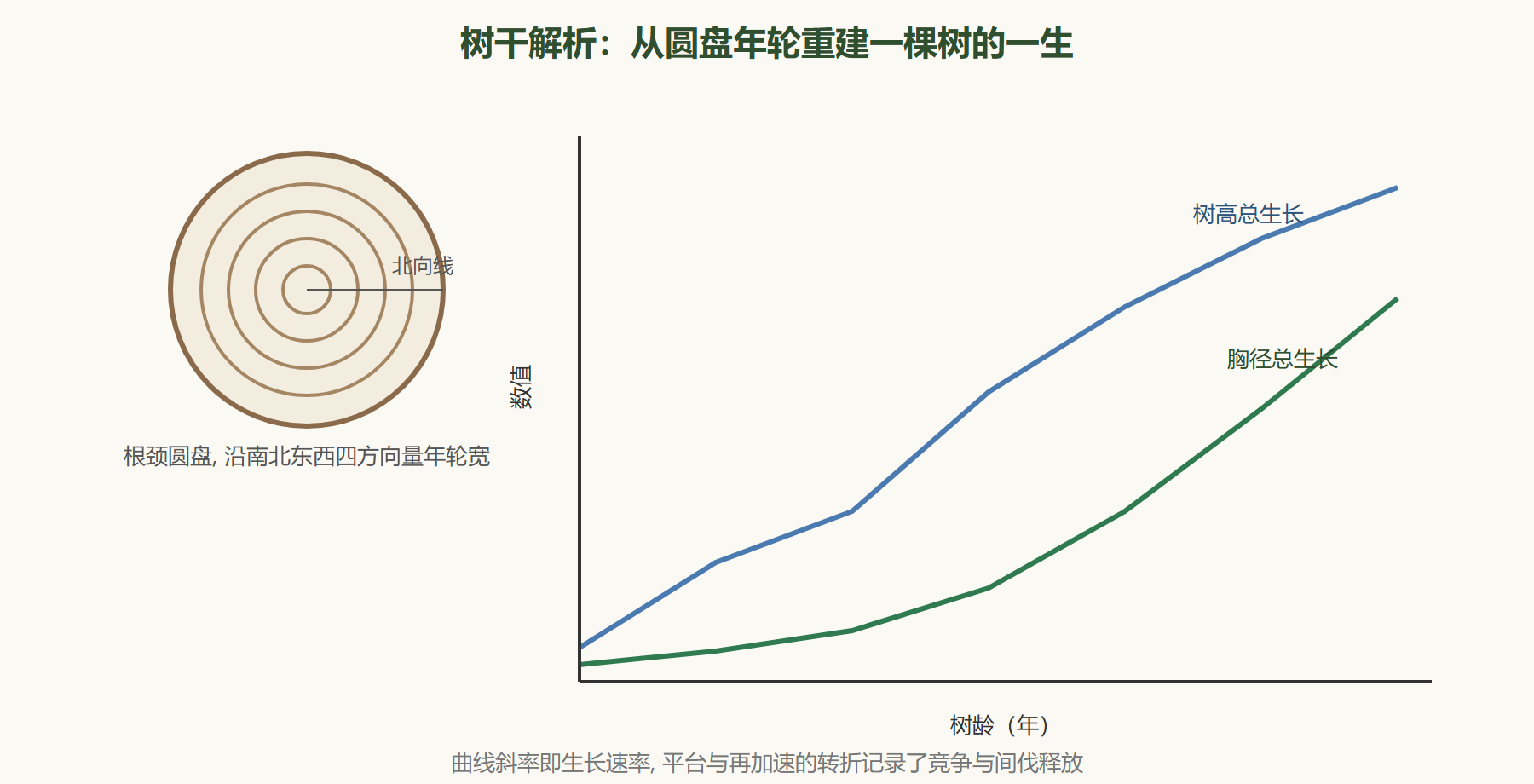 图：树干解析重建生长过程