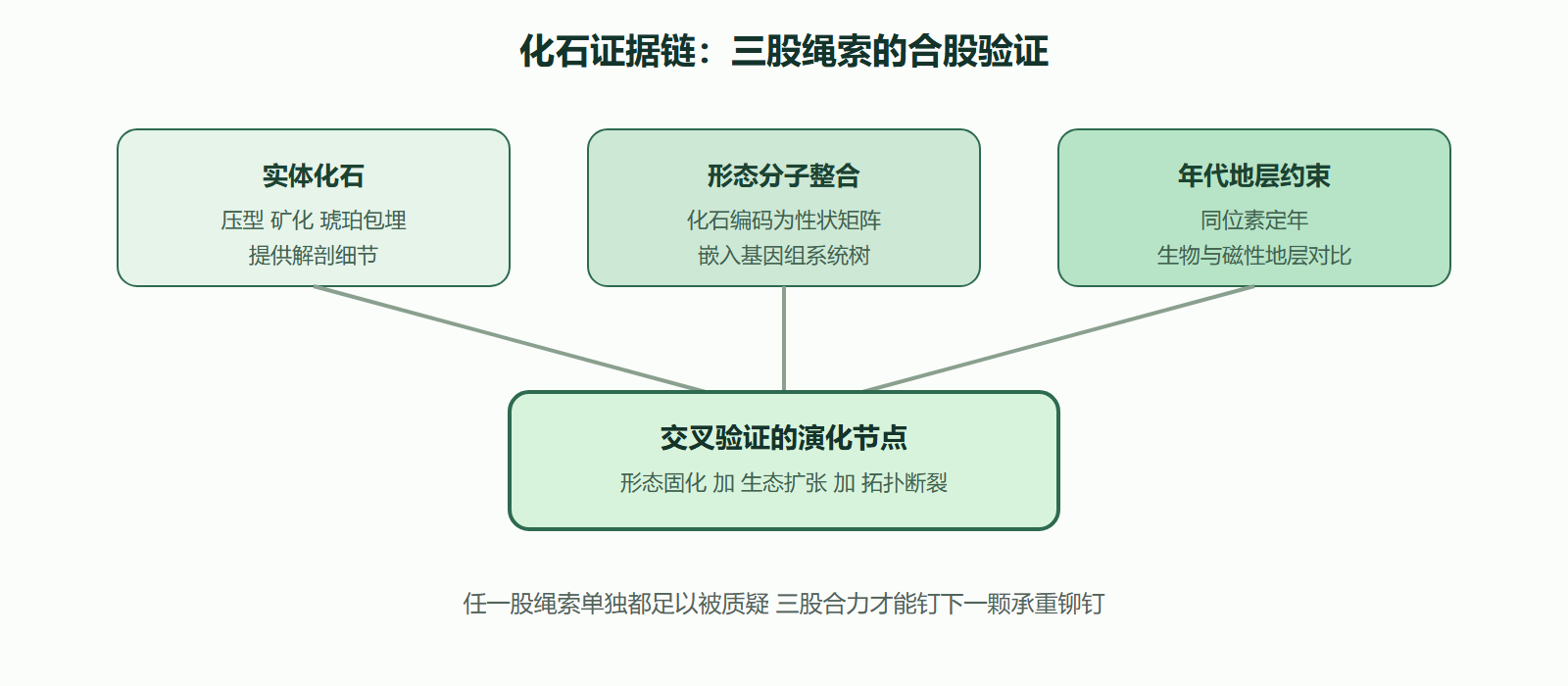 图 化石证据链的三股绳索