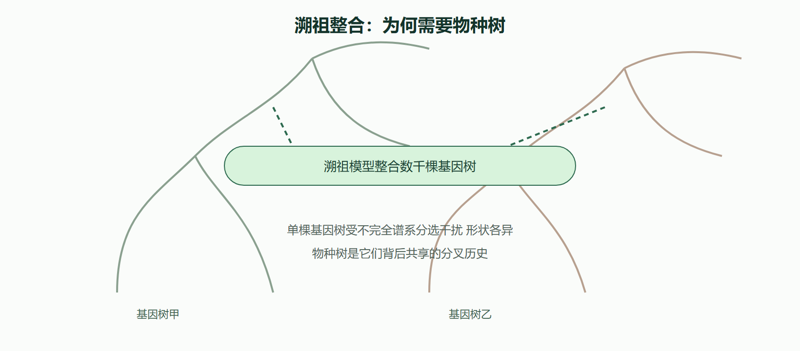 图 从基因树到物种树的溯祖整合