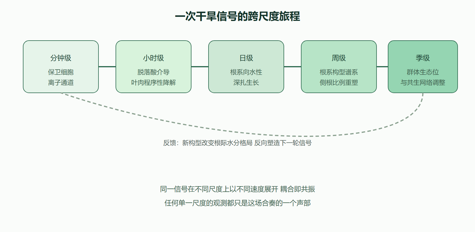 图 结构-功能耦合的跨尺度反馈环