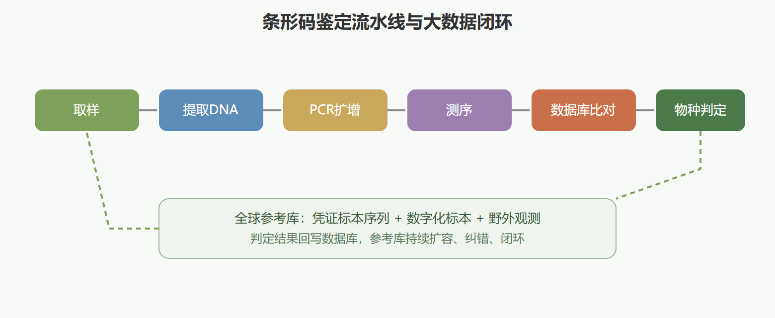 图 DNA 条形码鉴定流水线与数据闭环