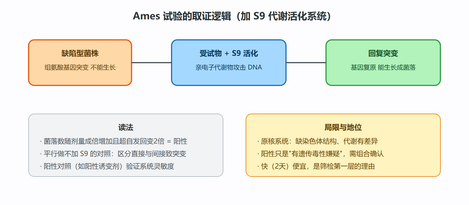 二、Ames 试验：借细菌审化学物