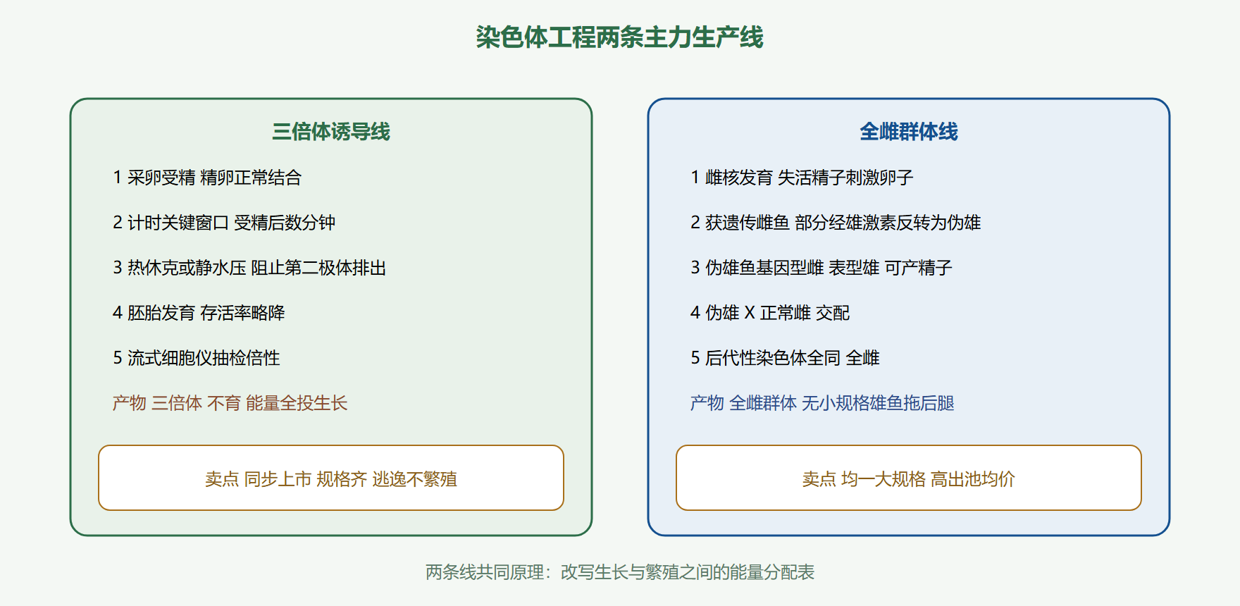 图：三倍体诱导与全雌群体的两条生产线
