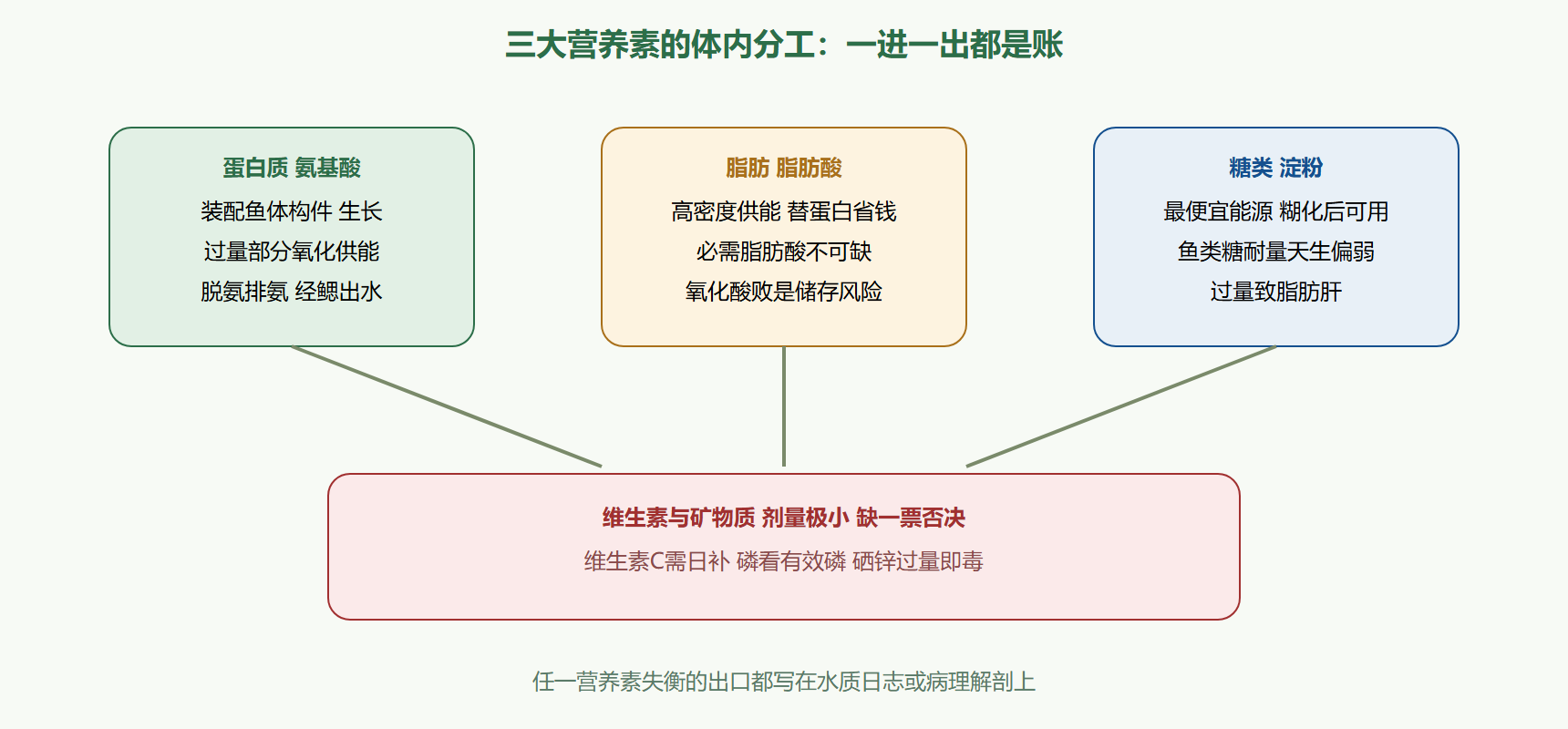 图：营养素在鱼体内的分工示意