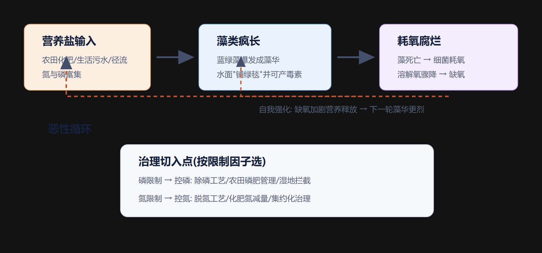 四、藻华“自我加速”的恶性循环