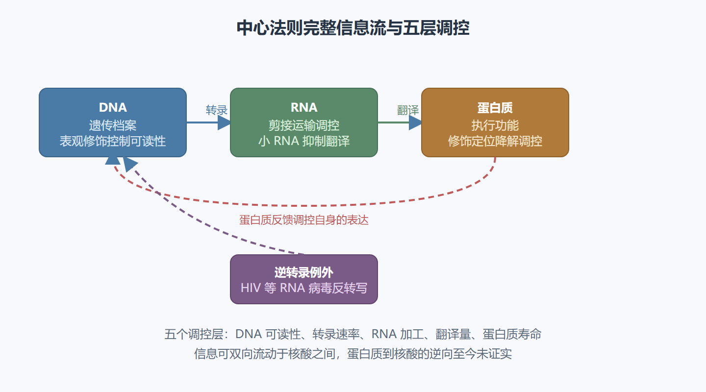 图 4-1：中心法则的完整信息流与调控点