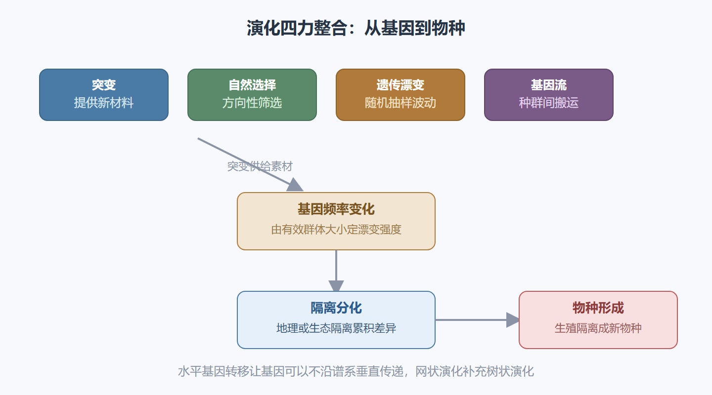 图 4-2:演化四力如何整合成物种的历史