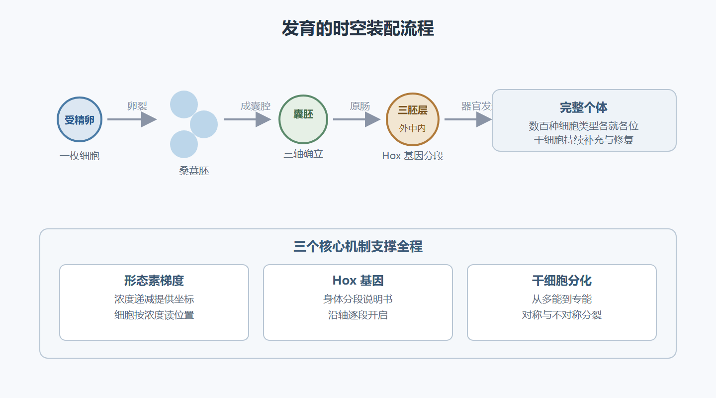 图 5-1：从受精卵到成体——发育的时空装配流程
