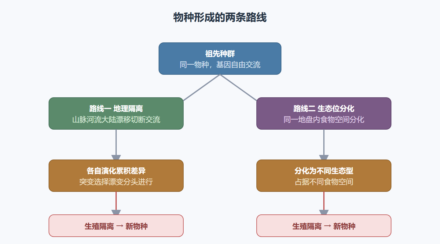 图 6-2:物种形成的两条路线