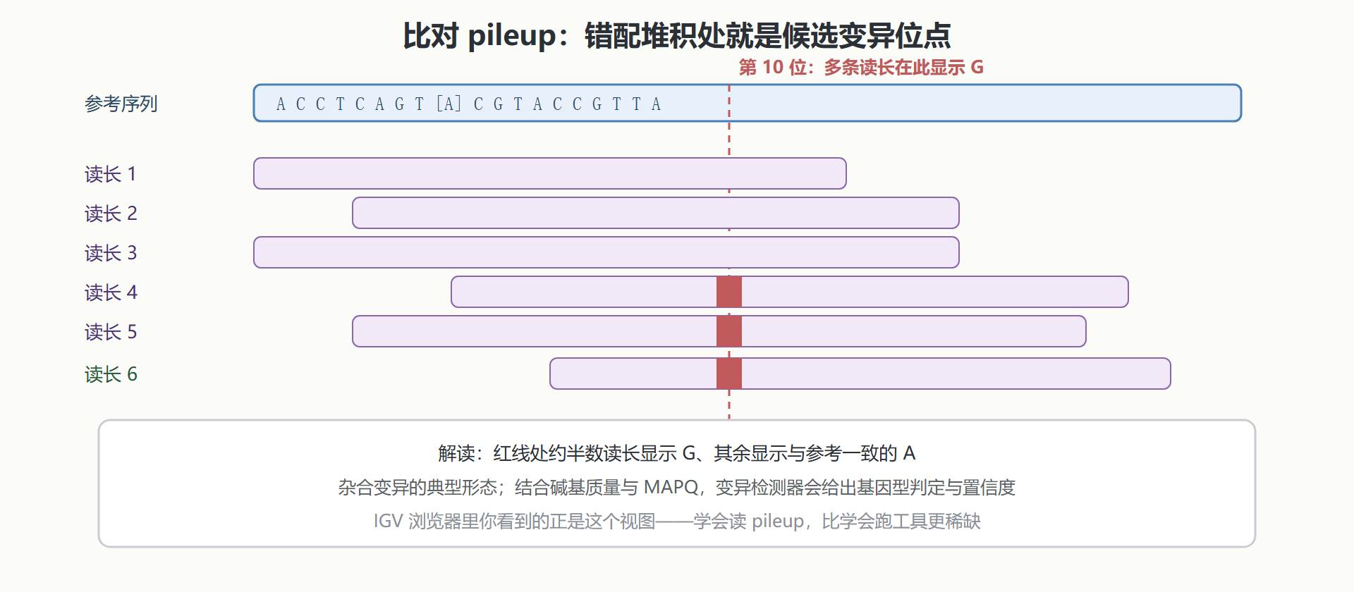 图：短读长比对到参考基因组的 pileup 视图