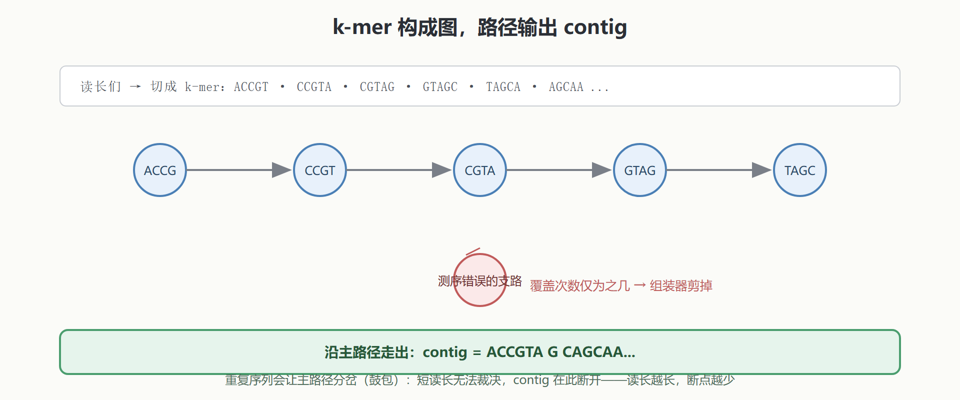 图:de Bruijn 图把 k-mer 拼成 contig 的示意