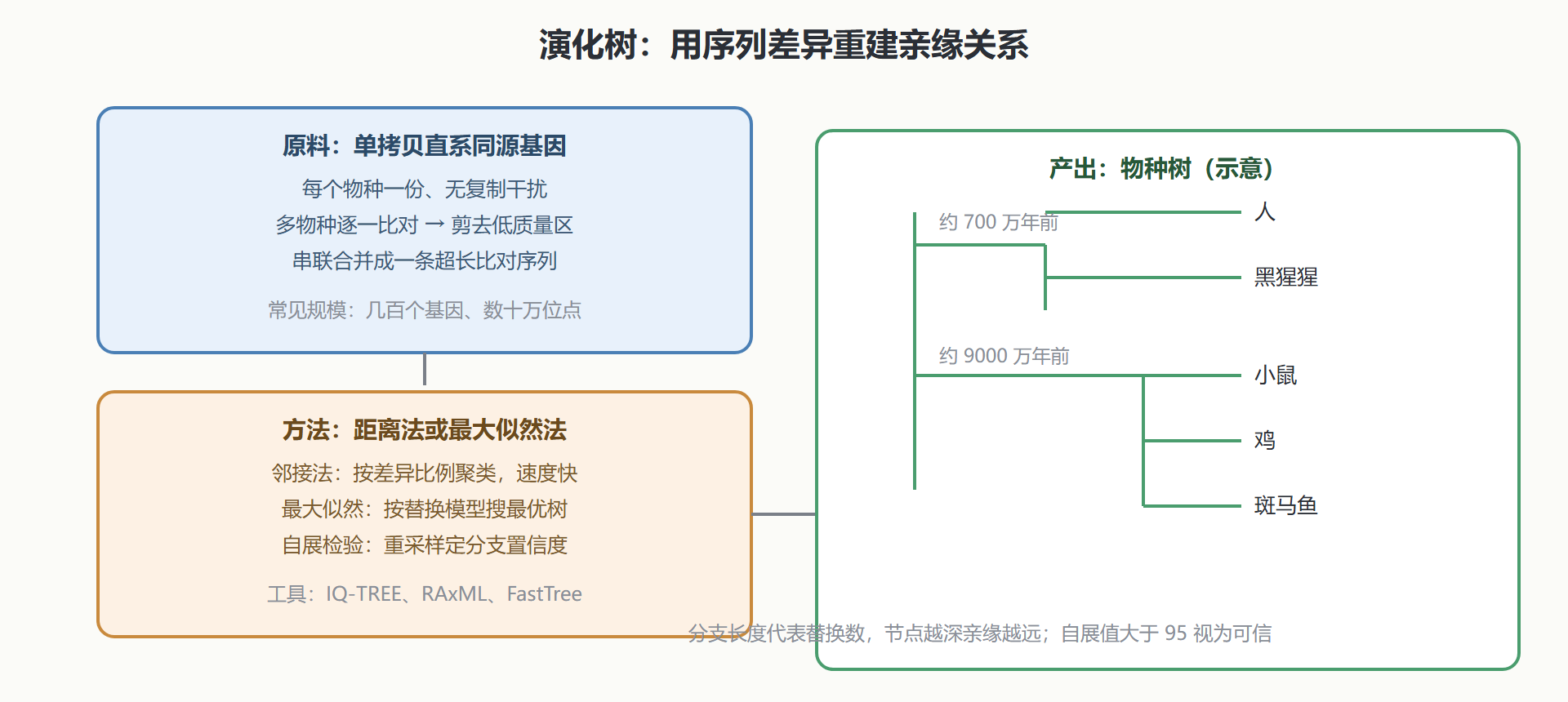 图:从单拷贝直系同源基因到物种演化树