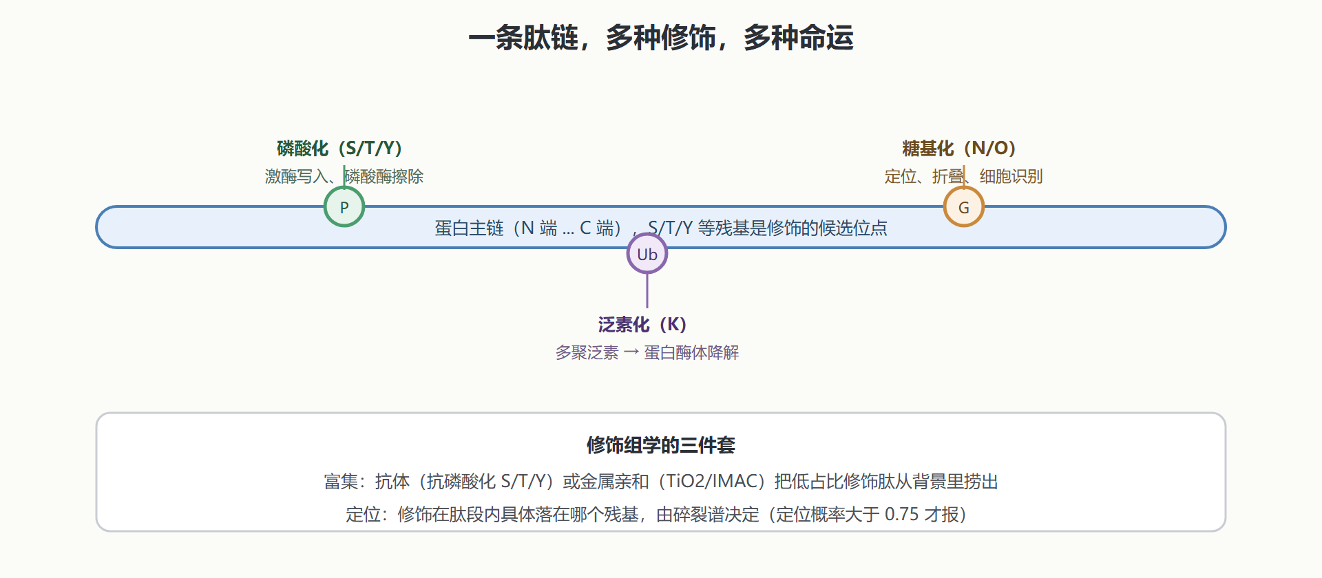 图:同一条蛋白链上的三类修饰及其后果