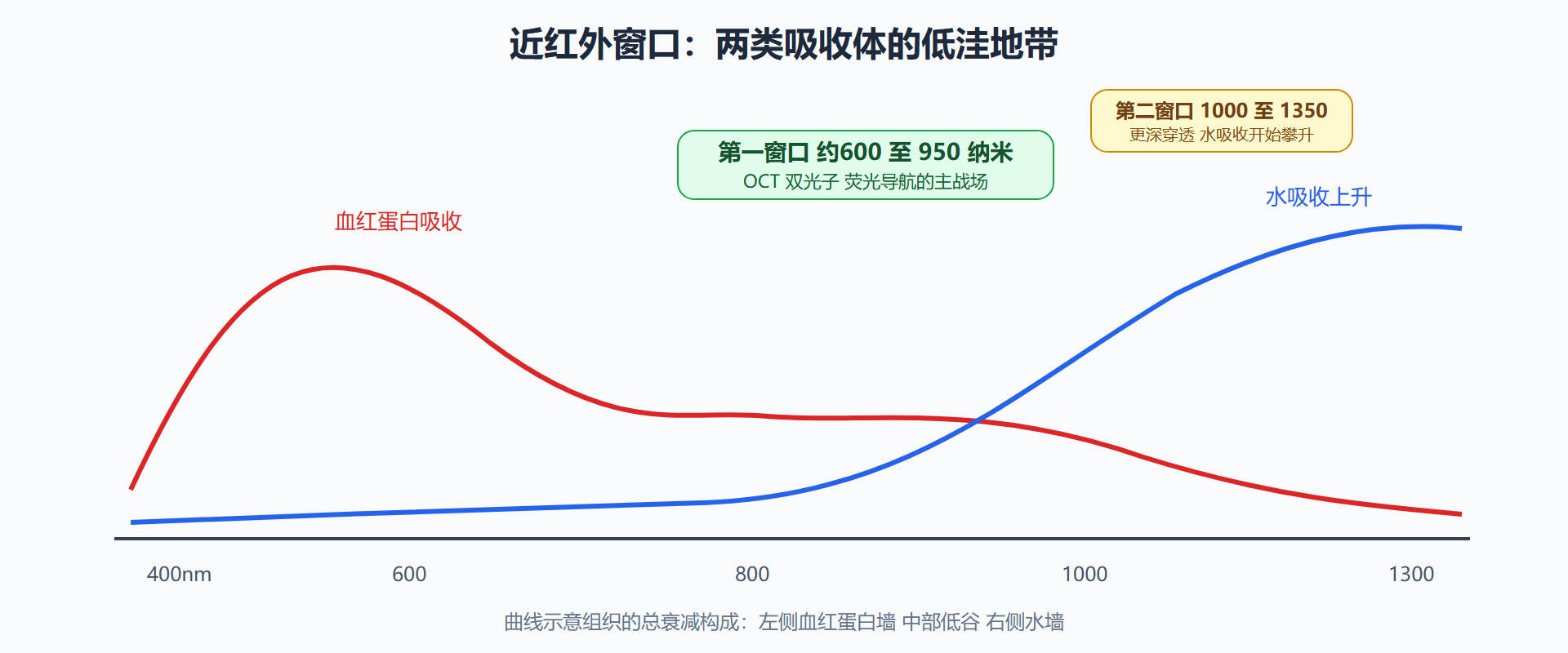 图 2-1 组织光学窗口与主要吸收体
