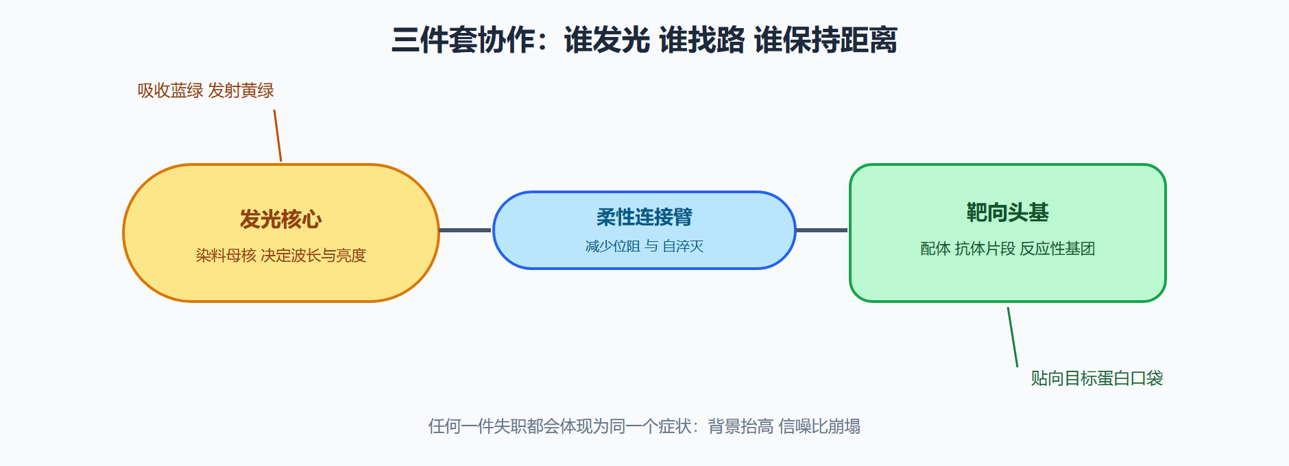 图 4-1 一根典型化学探针的解剖结构
