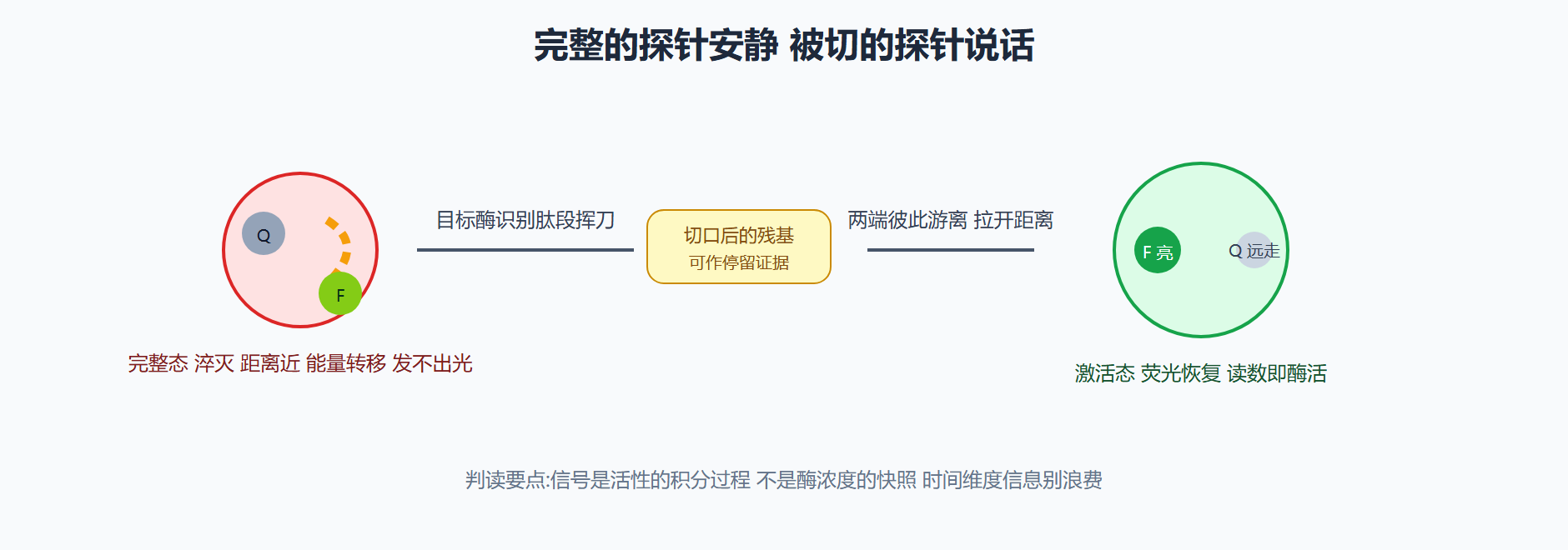 图 4-2 酶切去淬灭探针的工作循环