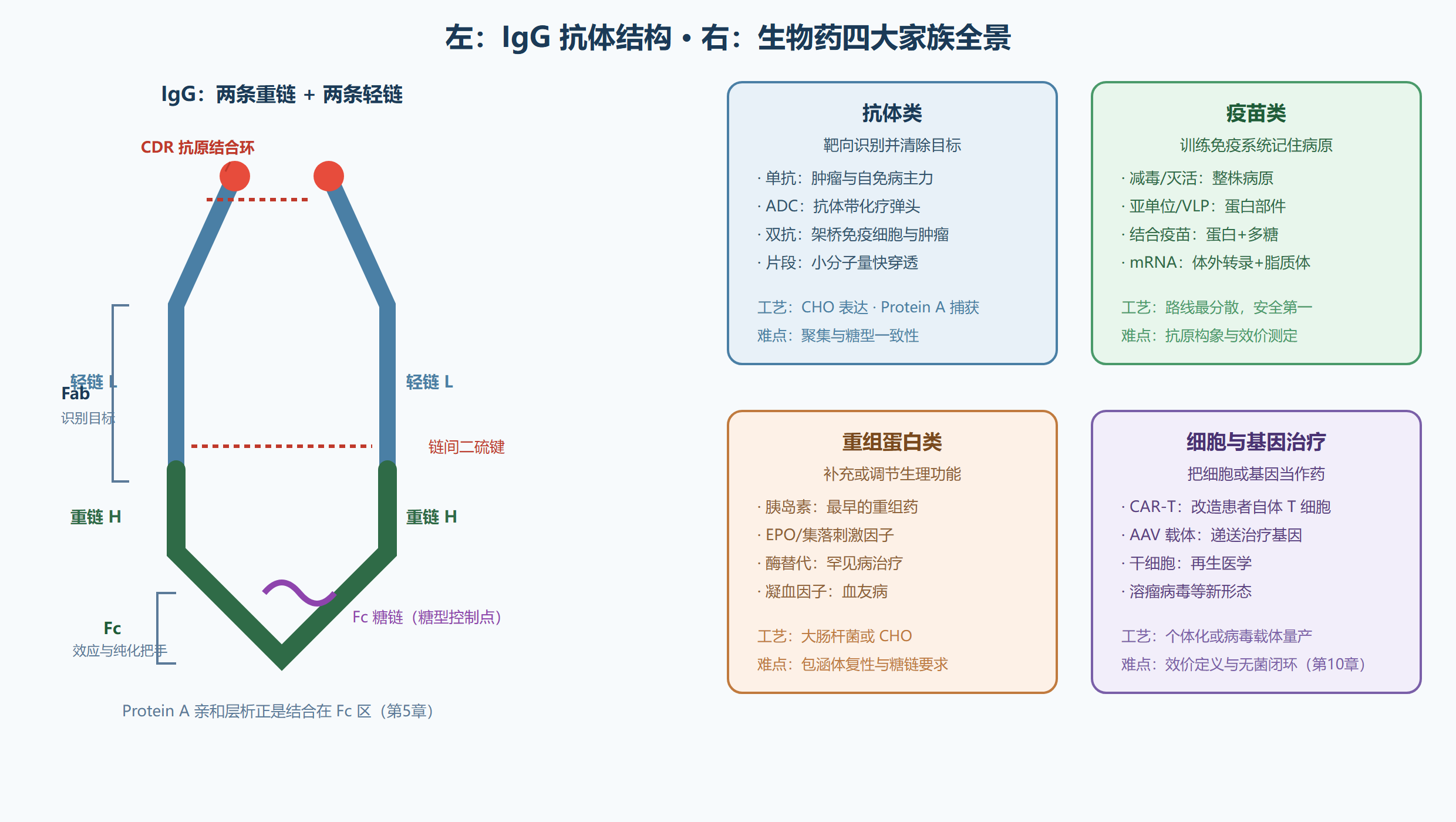 图:IgG 抗体结构与四大家族全景