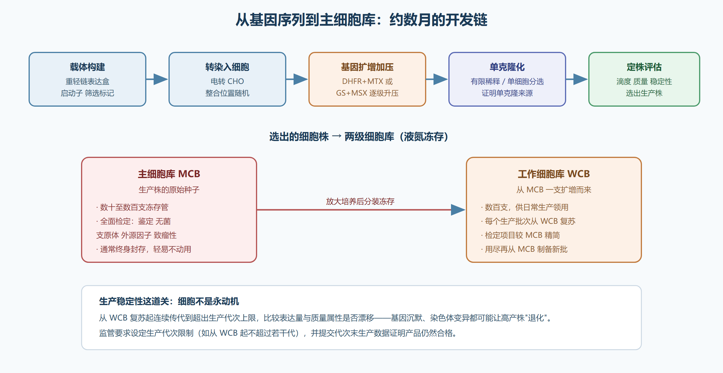图：细胞系开发全流程与细胞库体系