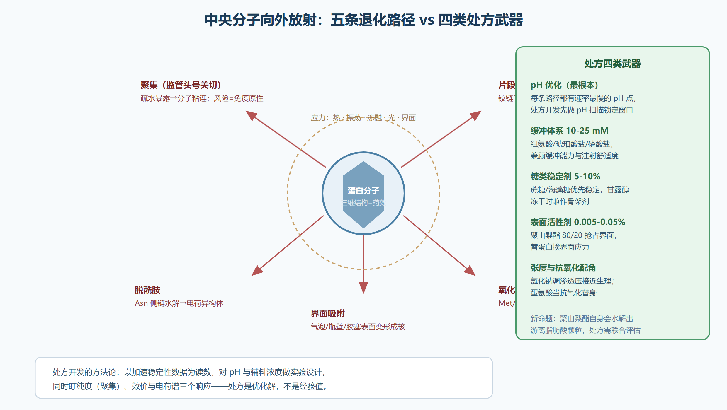 图：蛋白质退化路径与处方防御工事