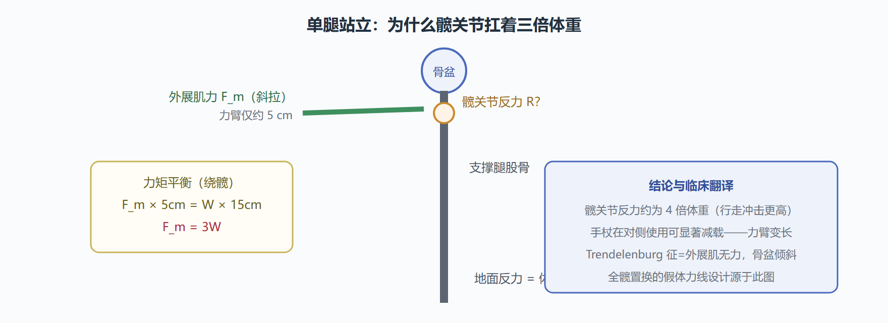 图：单腿站立时髋关节的受力分析