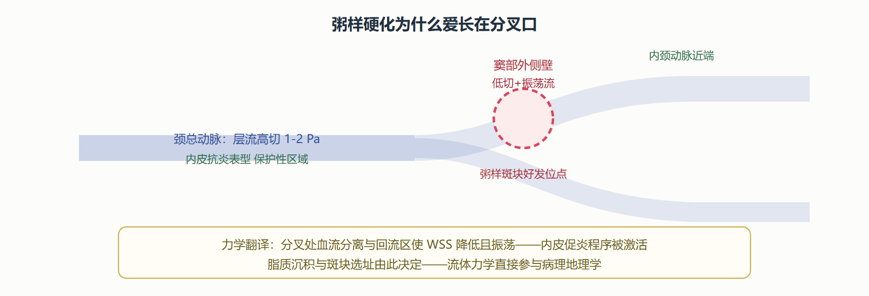 图:颈动脉分叉的切应力地图