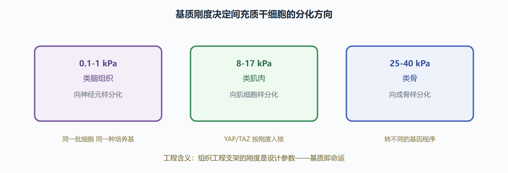 图:干细胞命运的刚度地图
