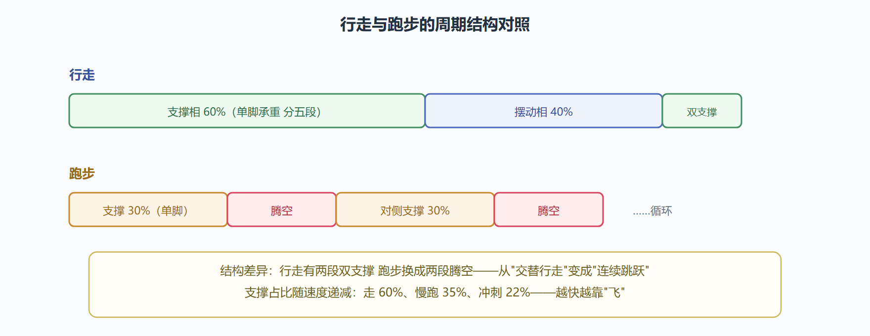 图:步态周期分期与跑步对照