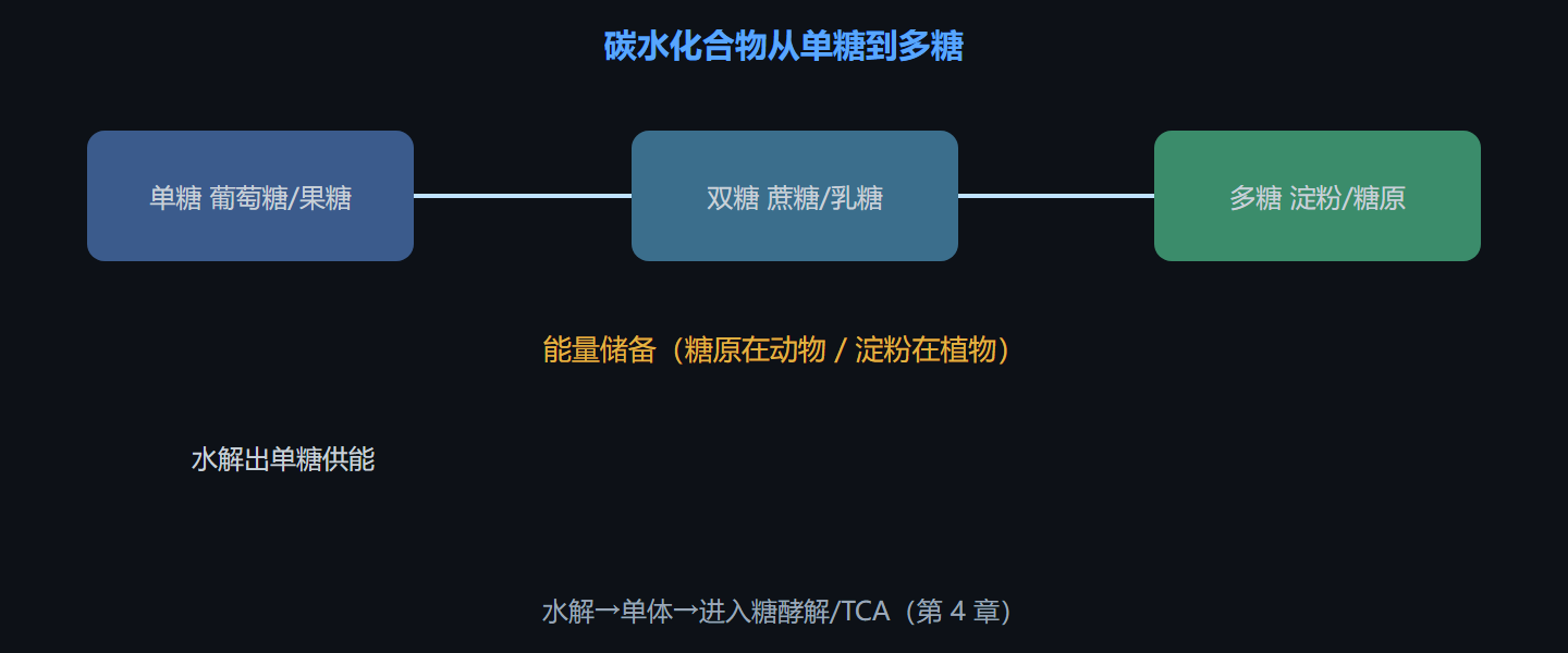 图 1-2 单糖、双糖与多糖的三级组织