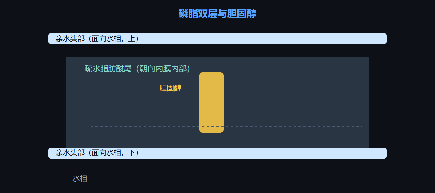 图 1-1 磷脂双层与胆固醇示意