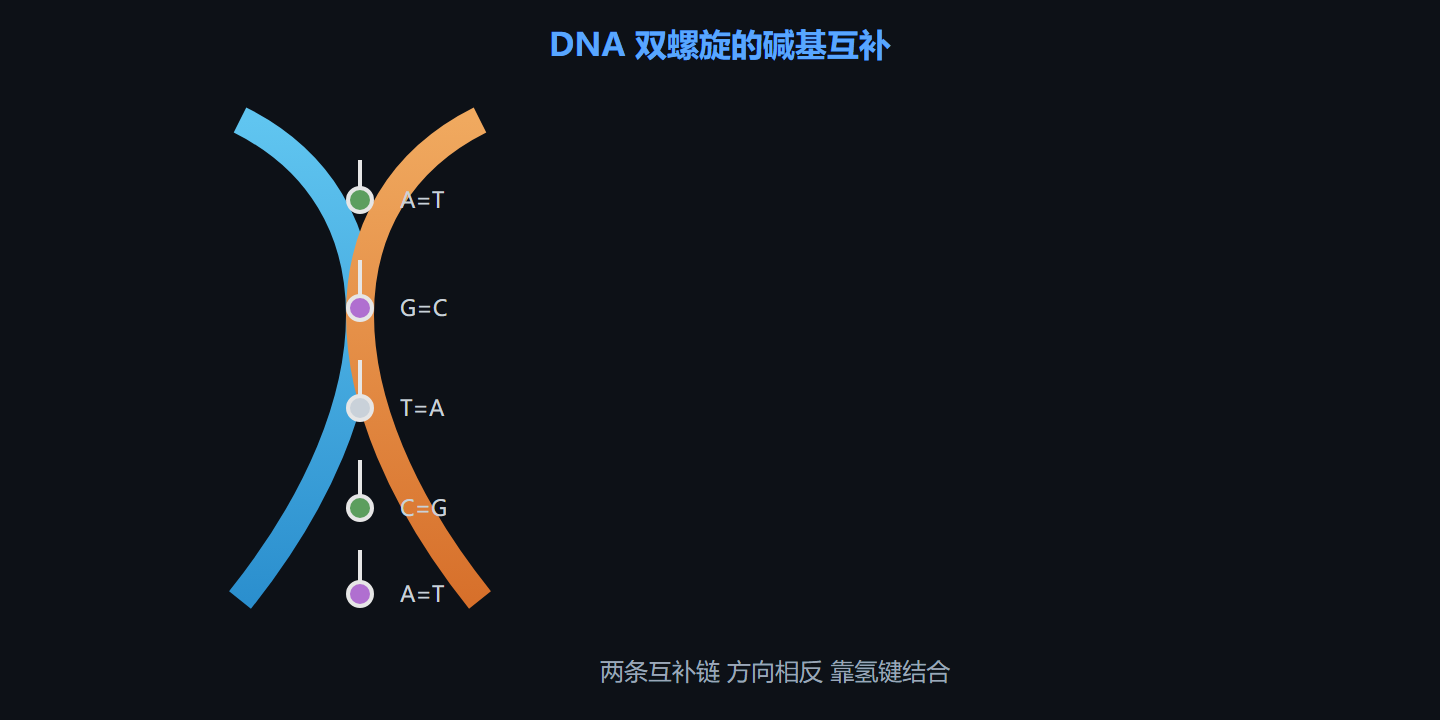 图 1-2 DNA 双螺旋与碱基配对