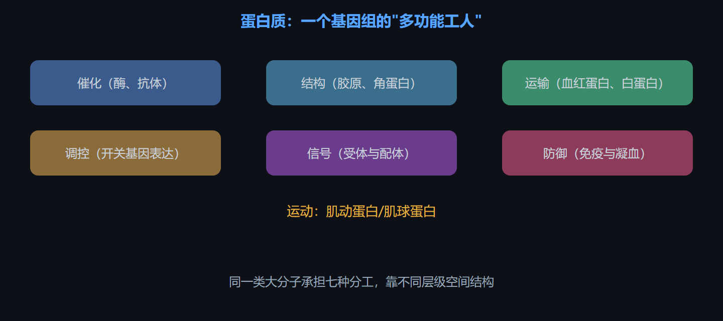 图 2-2 蛋白质功能的七大分工