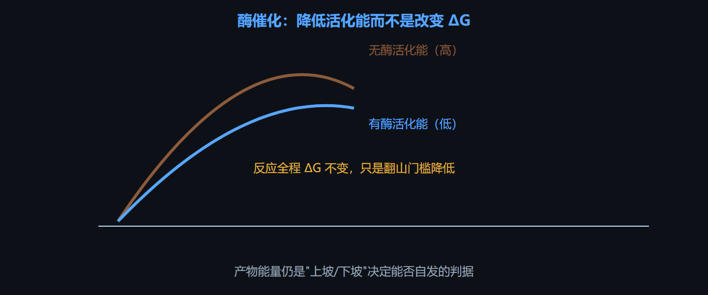 图 2-3 酶降低活化能的能量面貌
