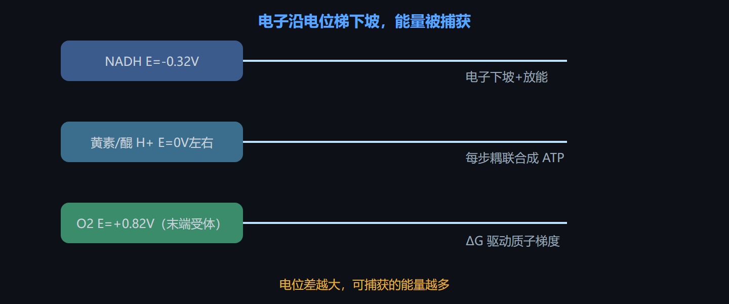 图 3-1 氧化还原电位梯与水传递