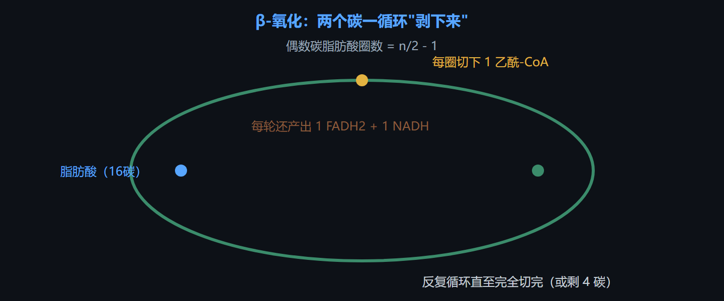 图 5-1 β-氧化的螺旋回圈